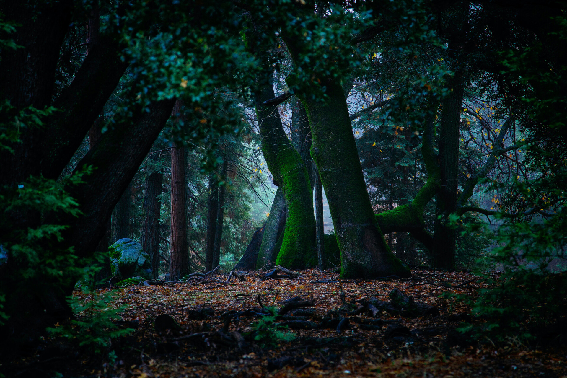 Дремучий лес арт фото — Каталог Фото