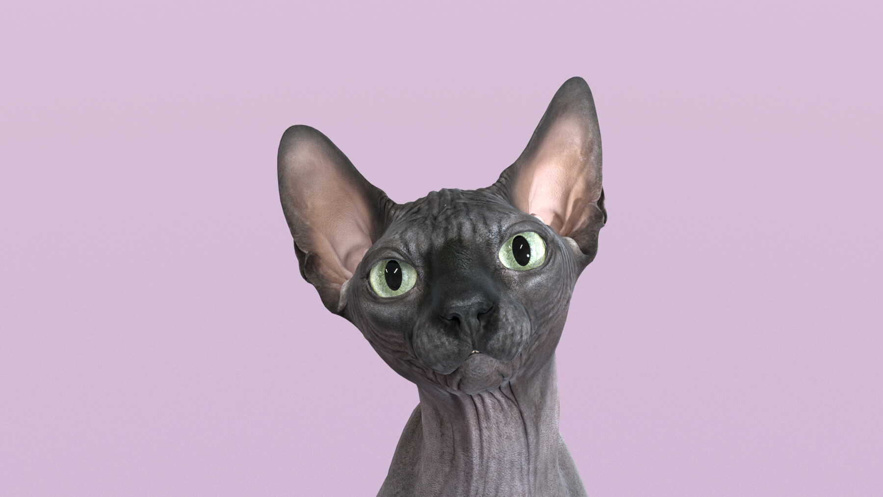 Дальневосточный сфинкс кот
