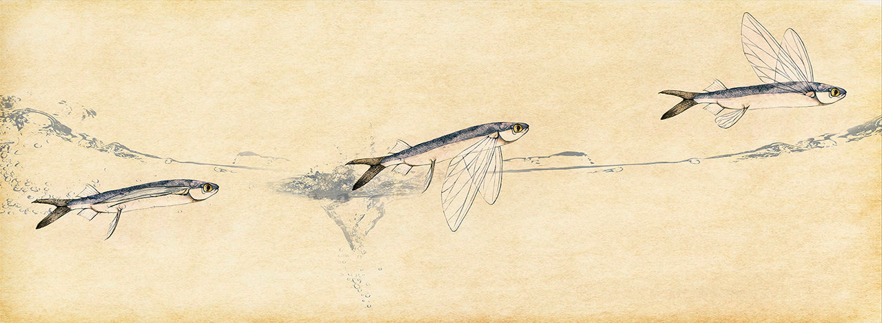 ArtStation - Flying Fish