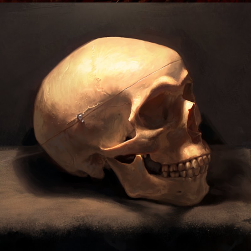 Skull Study from Life