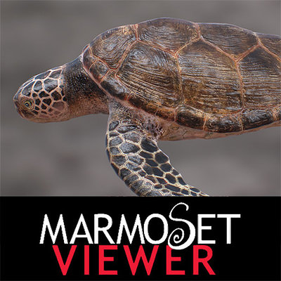 Yuuki morita turtle