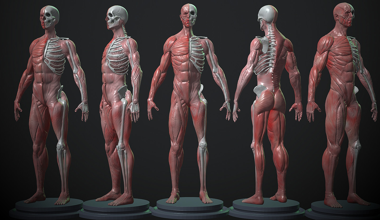 Anatomy study