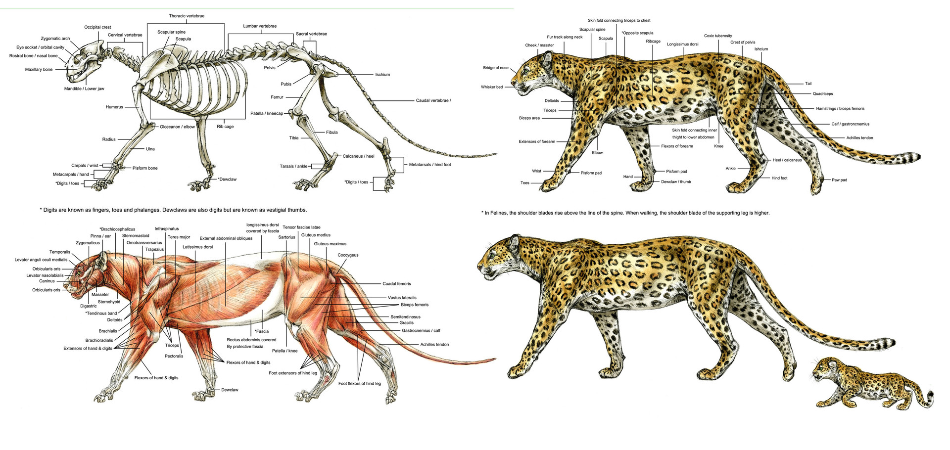 ArtStation - Animal Anatomy and Anatomy Sketchbook Studies