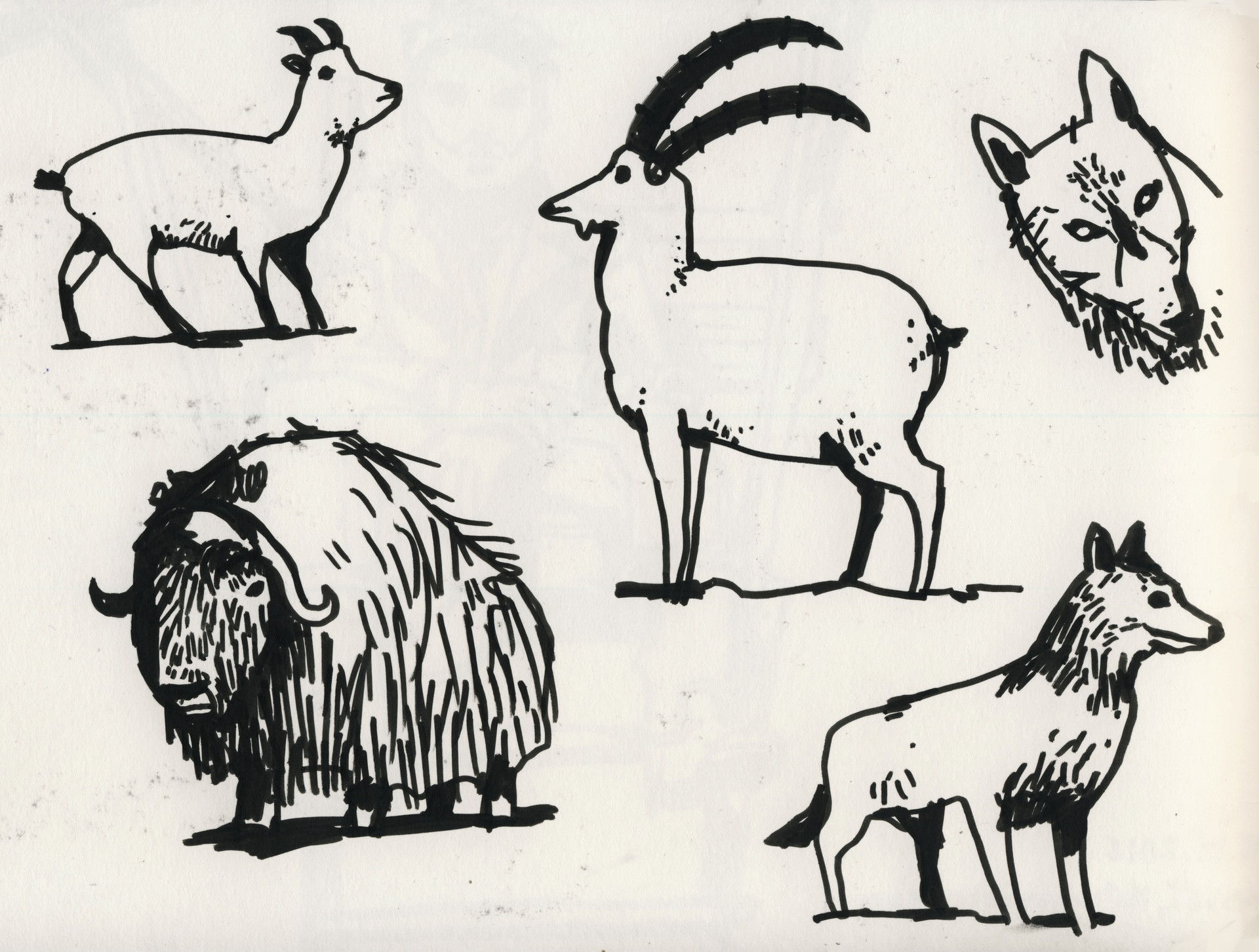 ArtStation - Animal Sketches