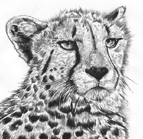 ArtStation - Cheetah