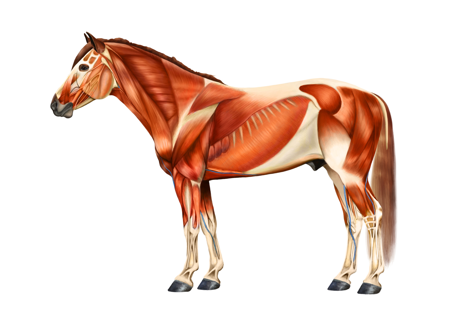 ArtStation Horse muscle anatomy