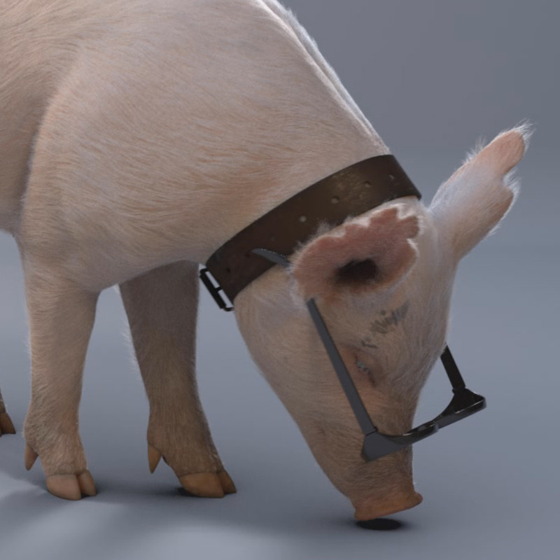 Hollywood Adventures - Pig