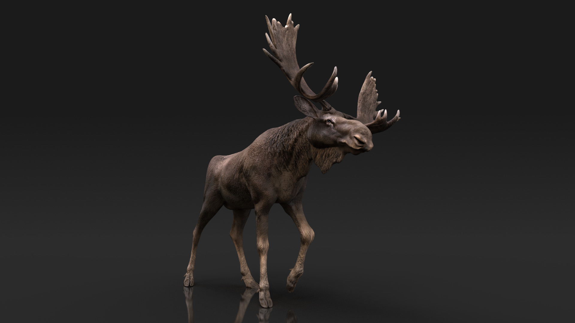 ArtStation - Brown Moose Bull