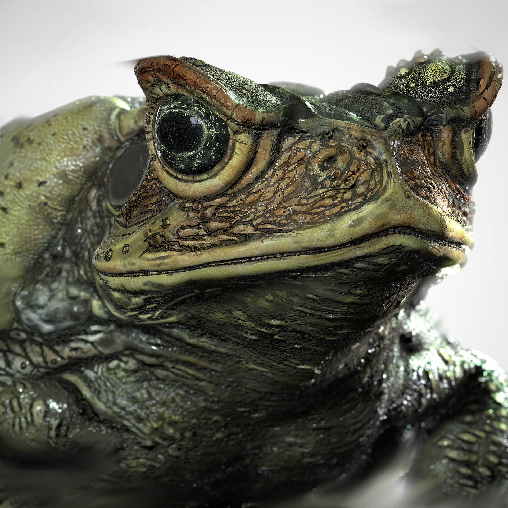 ArtStation Cane Toad