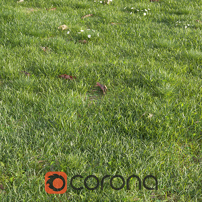 Corona Renderer - Realistic Grass