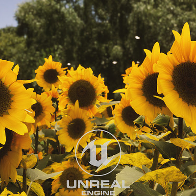 Quixel Megascans - Sunflower asset in Unreal Engine