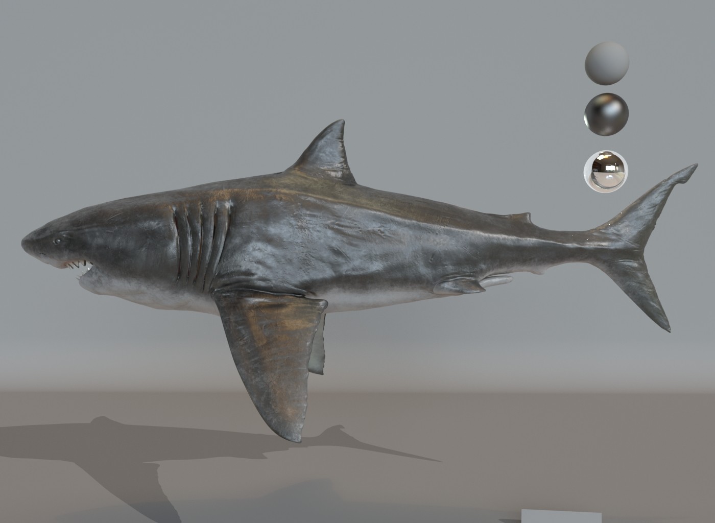 Great white Shark - Finished Projects - Blender Artists Community