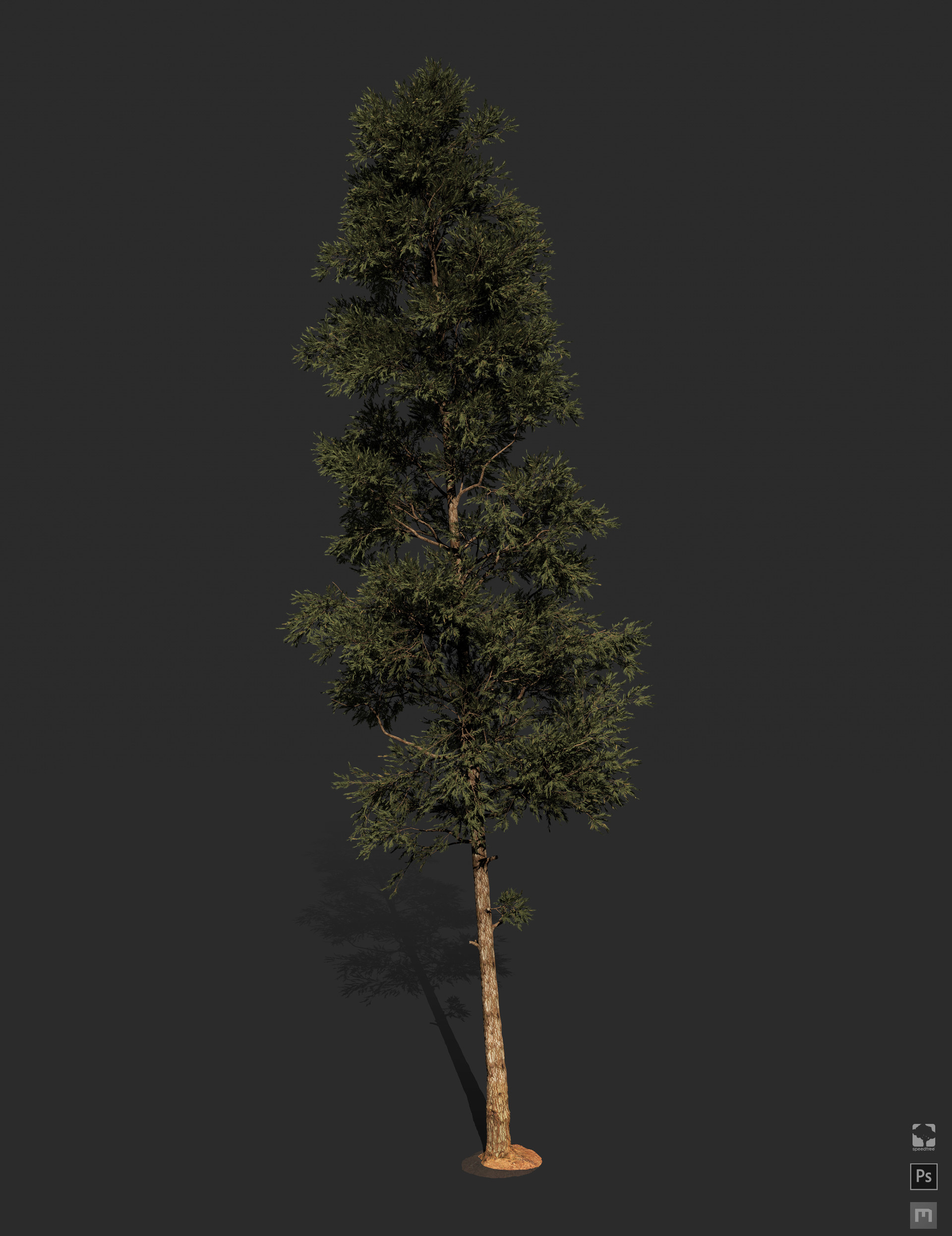 ArtStation - Pine - megascans extended base