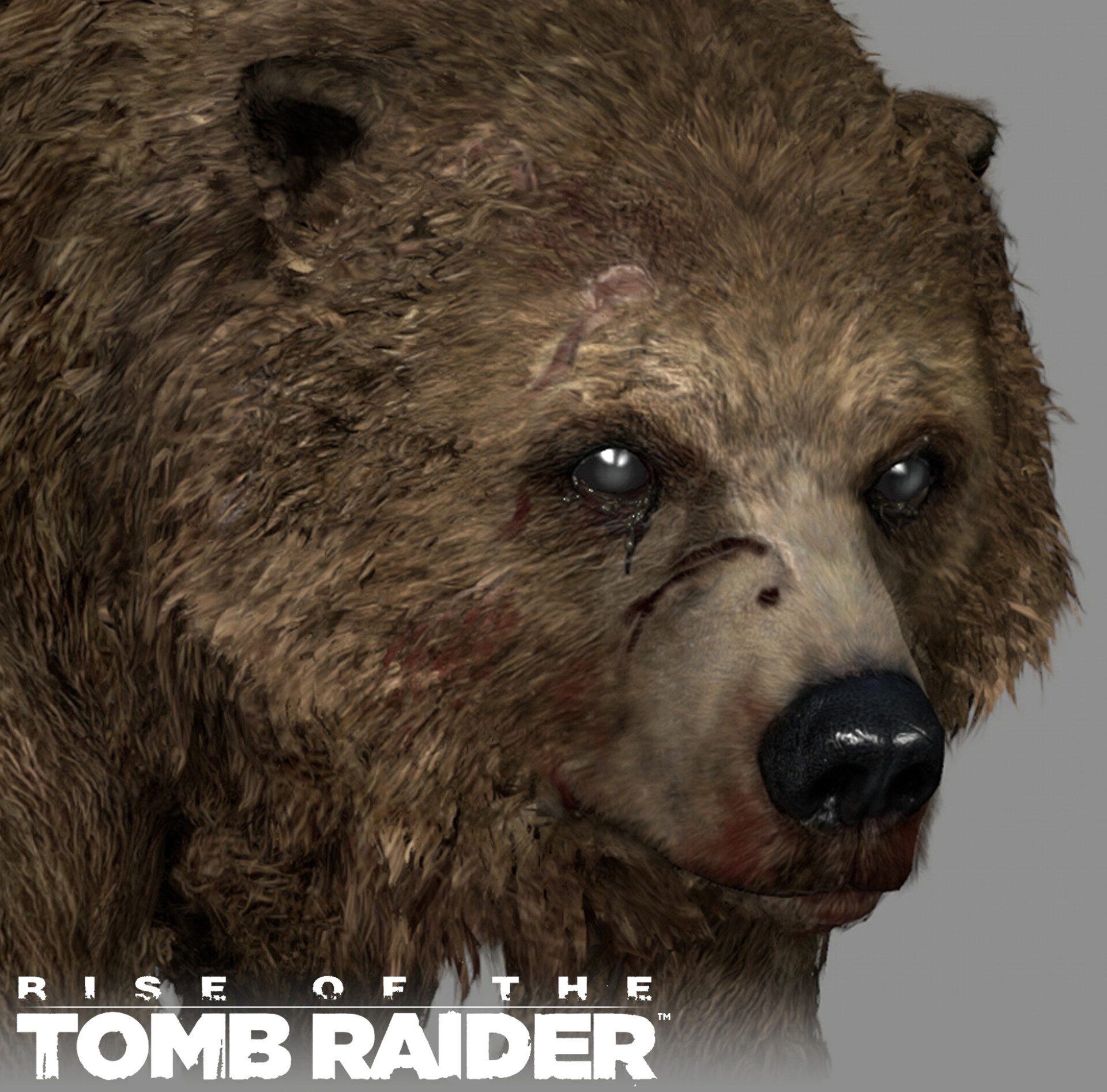 rise of tomb raider bear