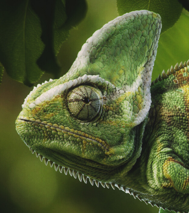 Predrag Krishan - Chameleon