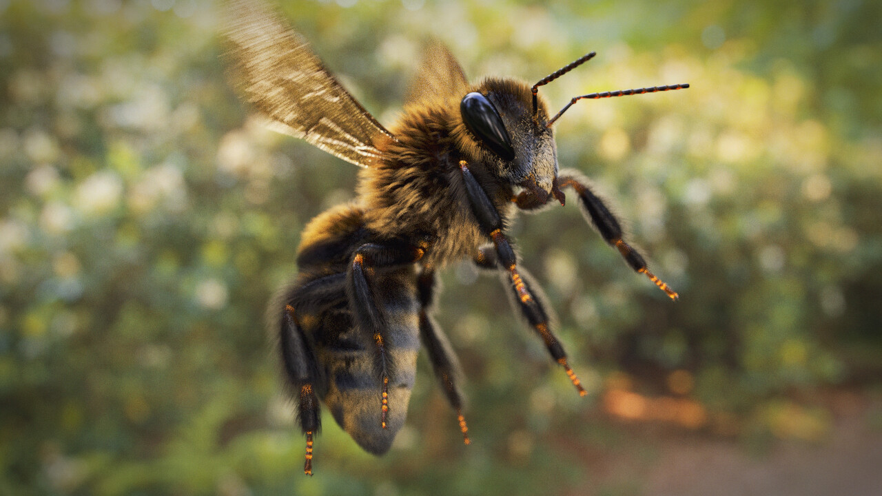 A bee 