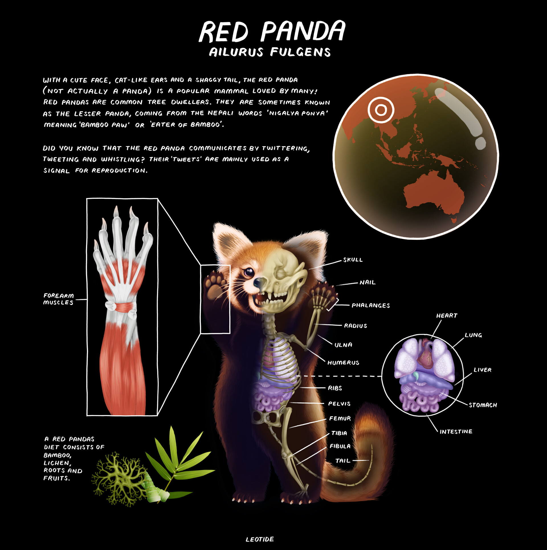 ArtStation Red Panda Anatomy