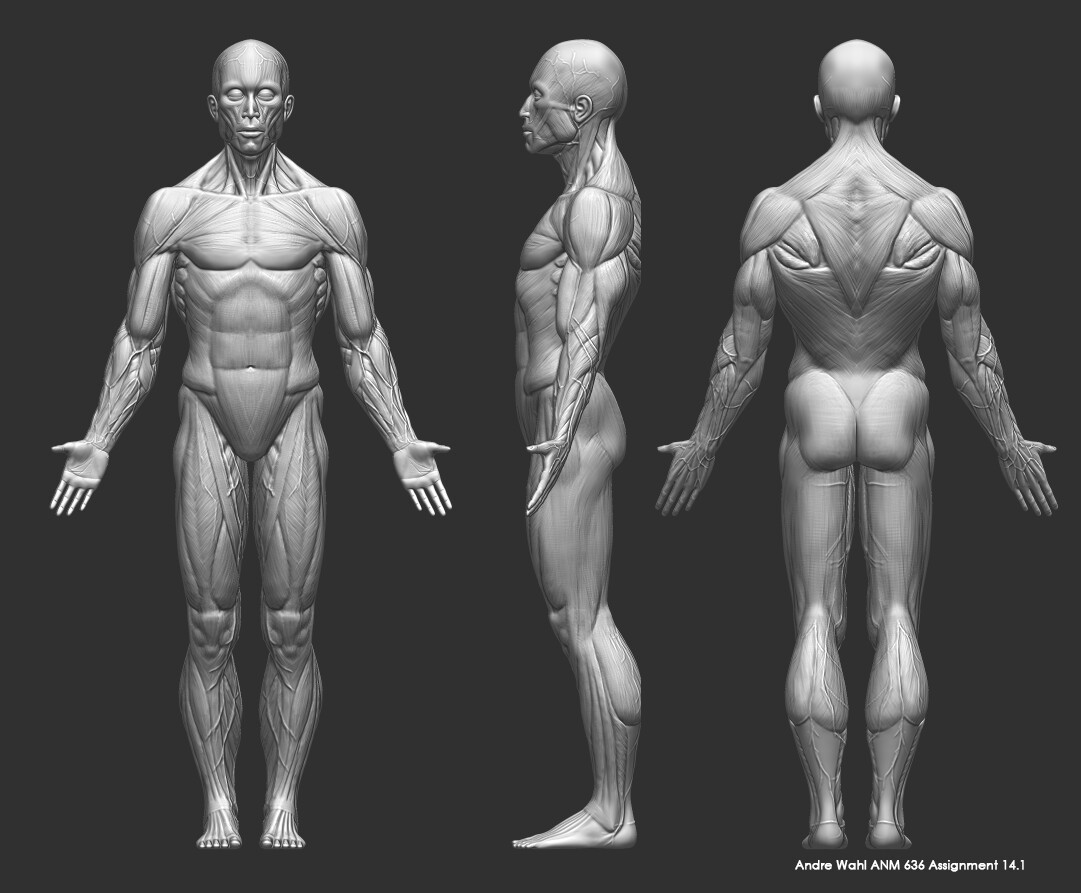 Andre Wahl Male Anatomy Study