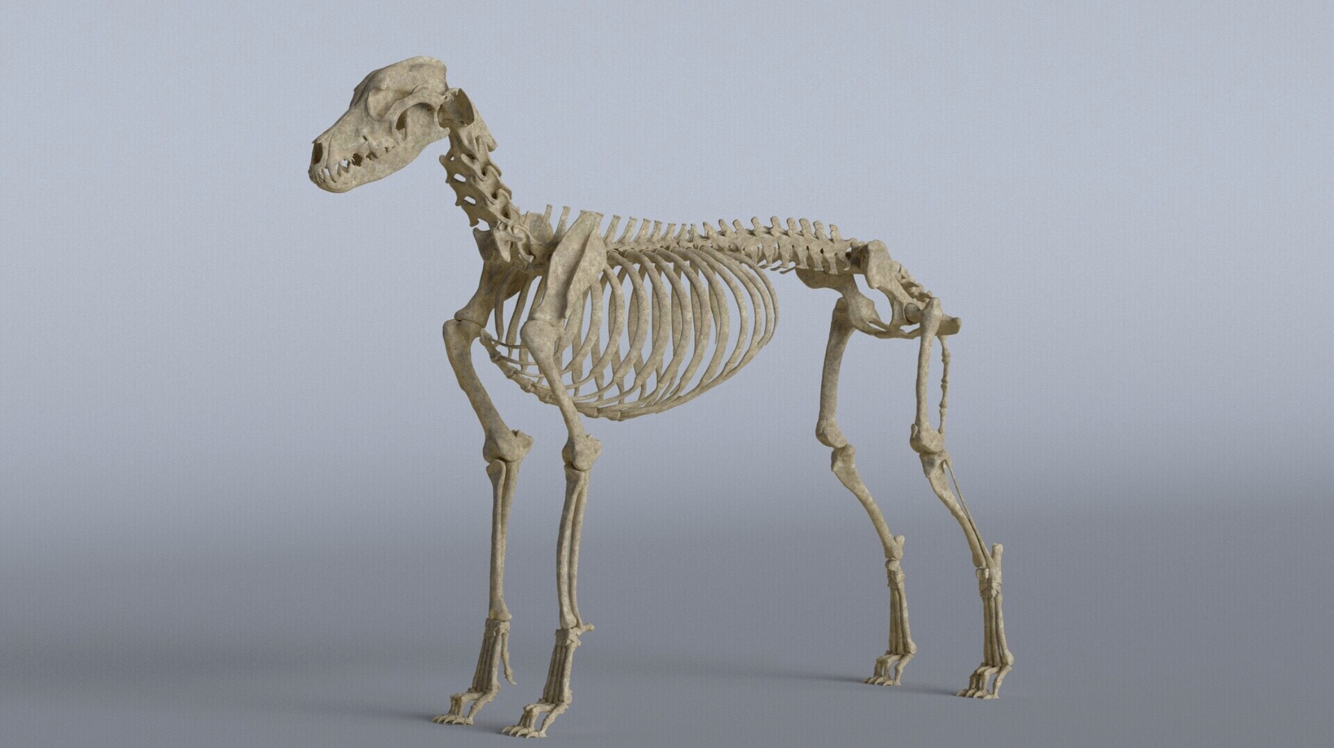 ArtStation Animal anatomy study Greyhound skeletal system