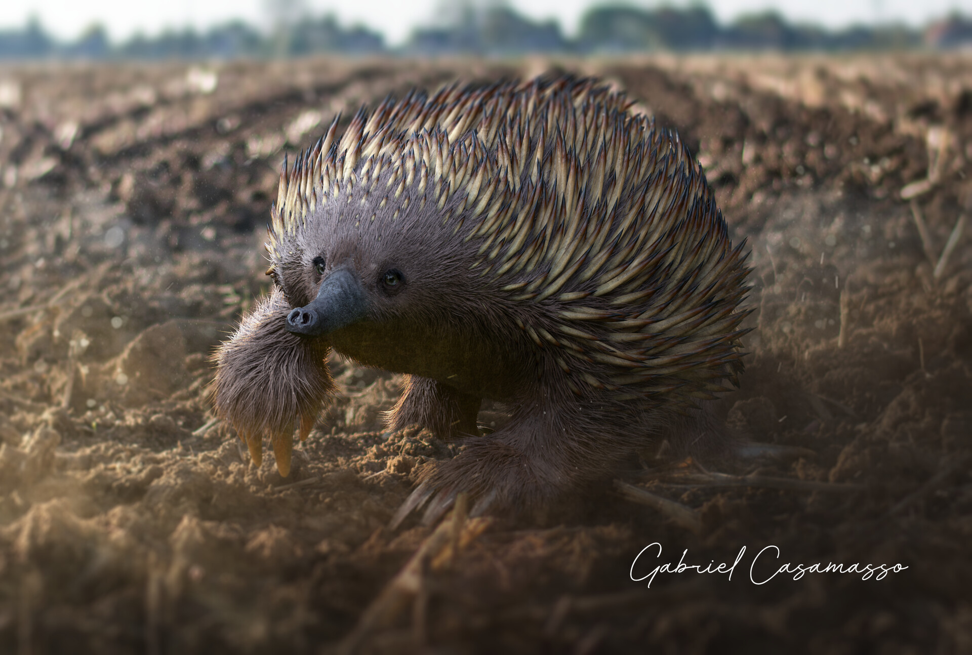 ArtStation Tachyglossus aculeatus