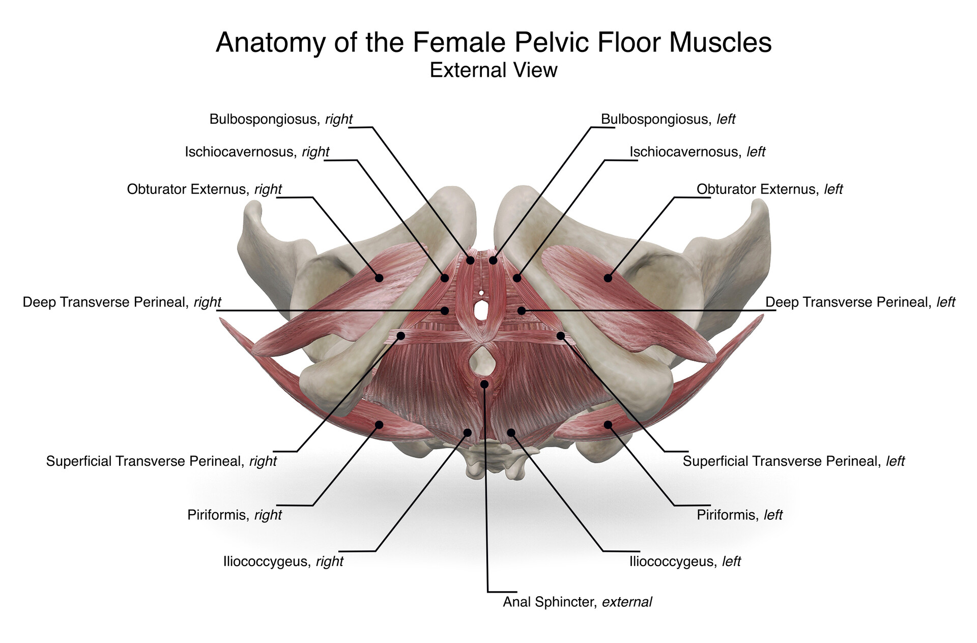 Artstation Female Pelvic Floor Anatomy Aimee Hutchinson