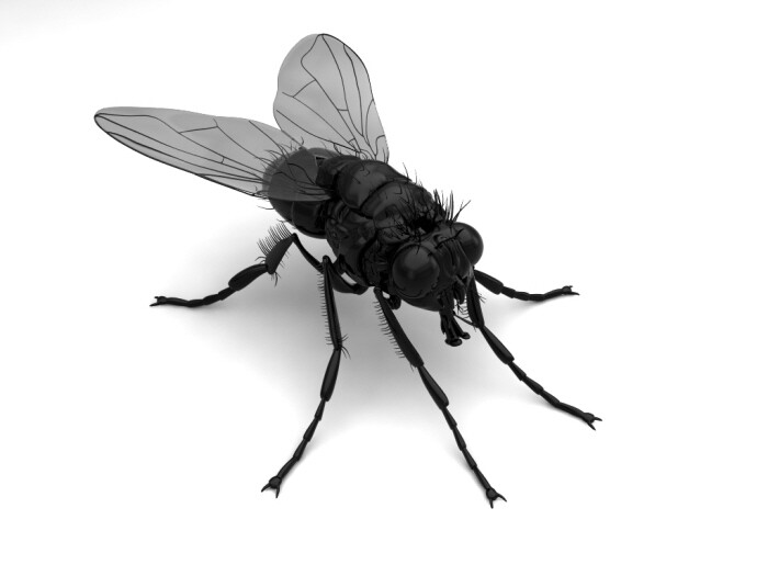 3D study "blackfly"