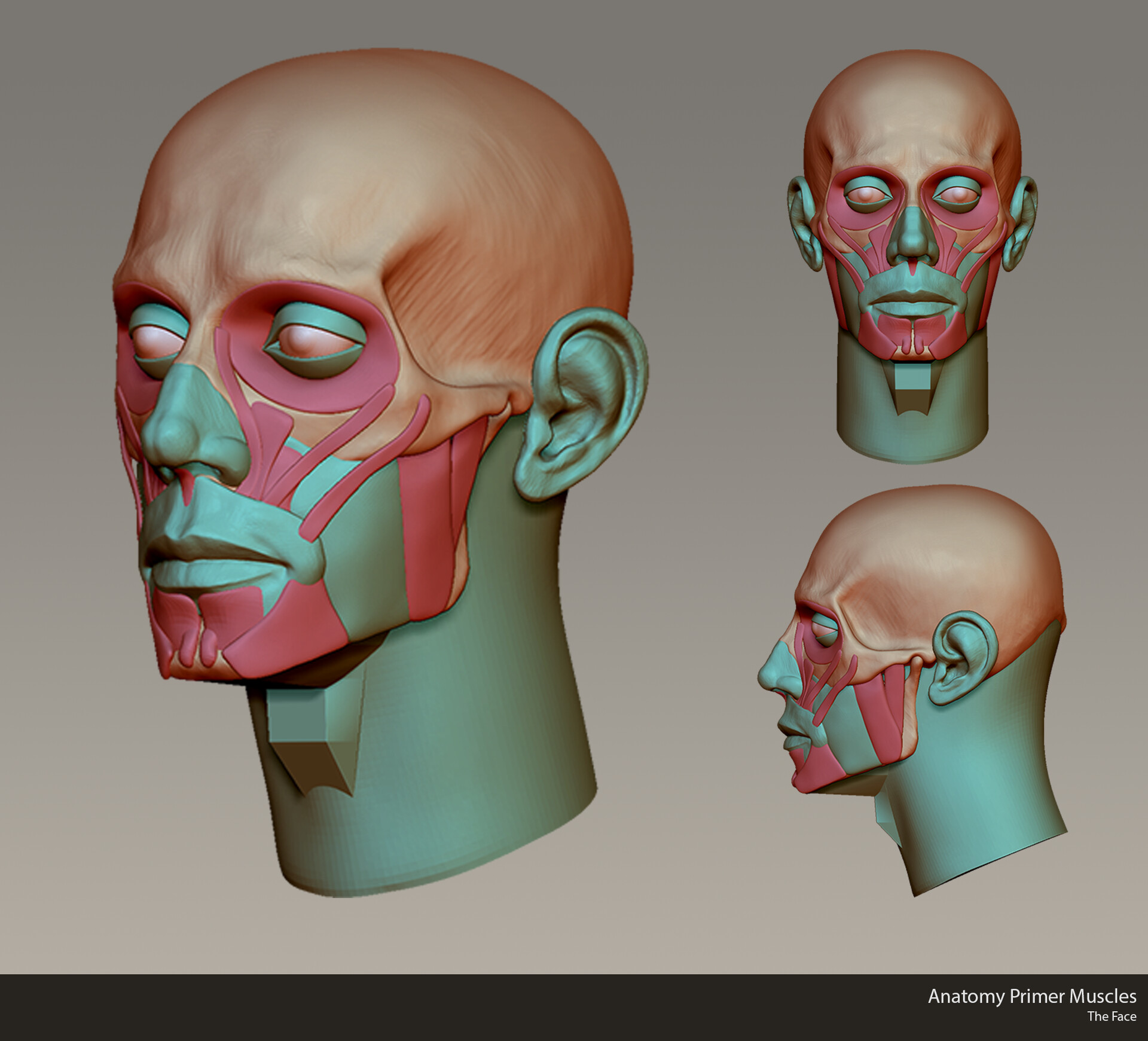 ArtStation 03 Anatomy Primer Muscles ArtStation 03 Anatomy Primer Muscles