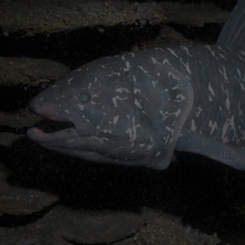 Coelacanth Latimeria chalumnae