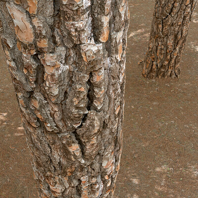 Pine Tree Bark - Photogrammetry Material