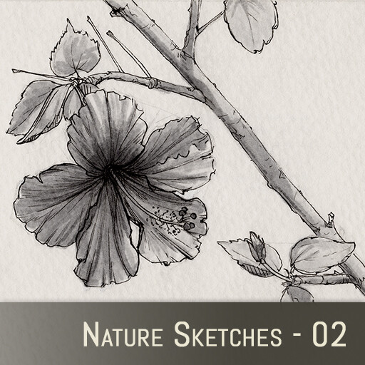 Nature Sketches - 02