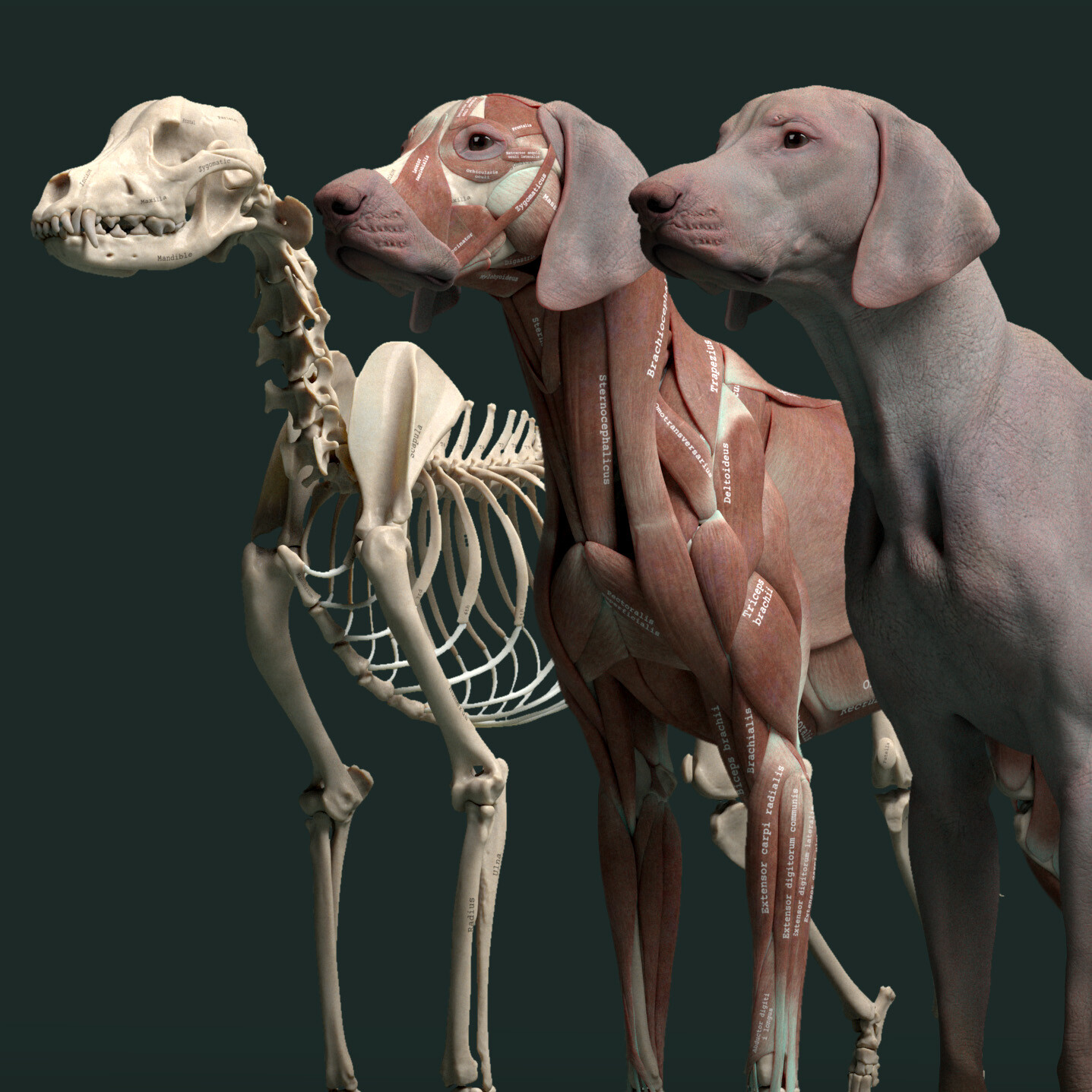 ArtStation - Canine Anatomy for 3D Artists