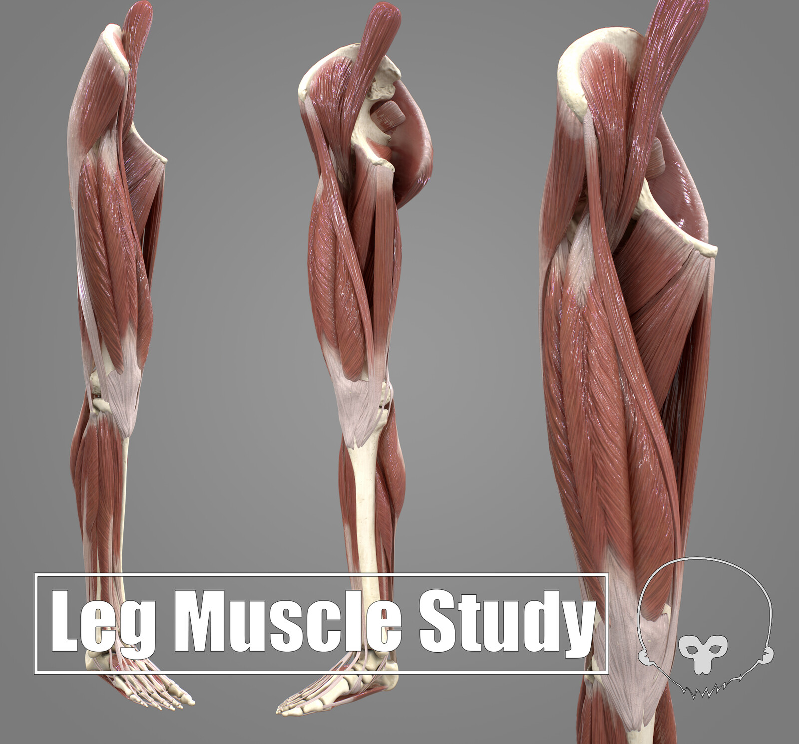 Leg Muscle Study (Realtime)
