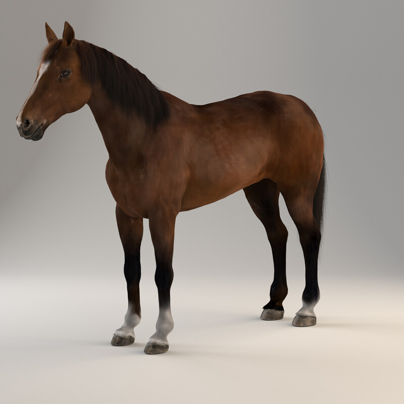 Realistic Horse 