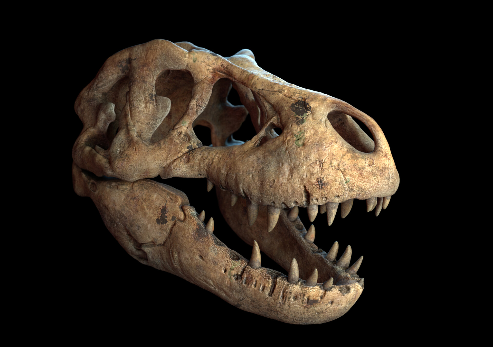 Artstation - T-rex Skull