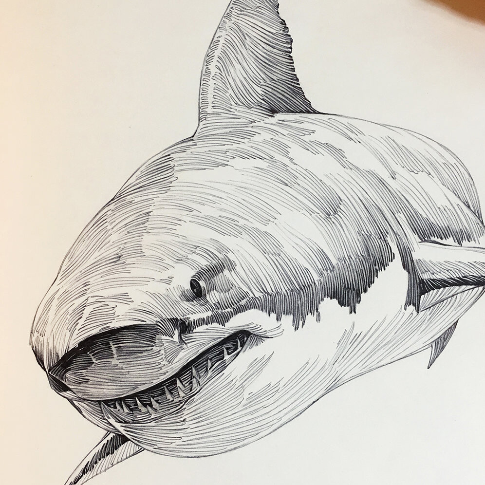 Акула рисунок карандашом реалистичная