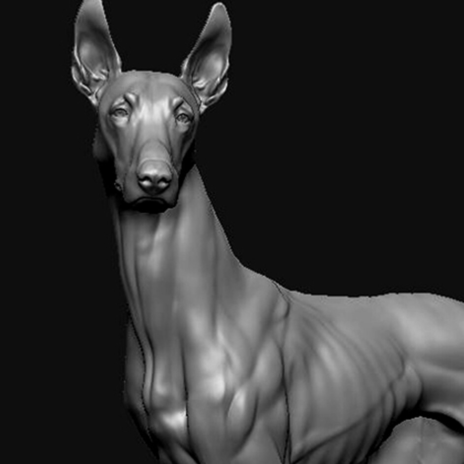 artstation-ibizan-hound-corch