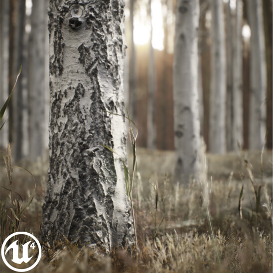 Forest Study - Unreal Engine 4