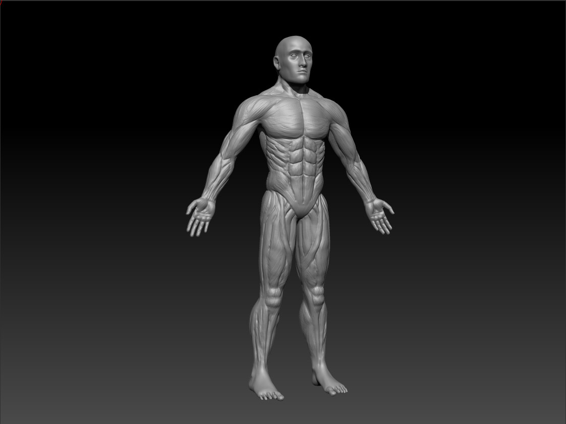 ArtStation - Human Male Muscles