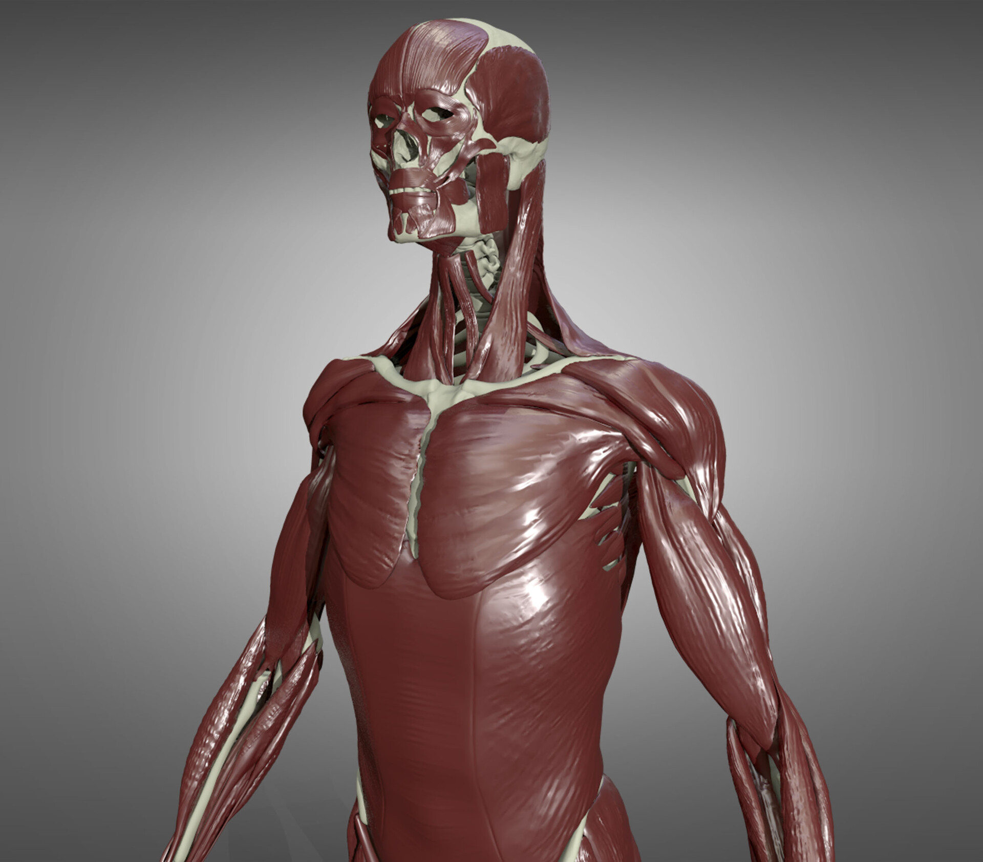 ArtStation - Male Muscular Anatomy