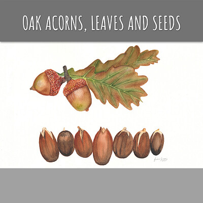 Oak, Acorns, Leaves and Seeds 