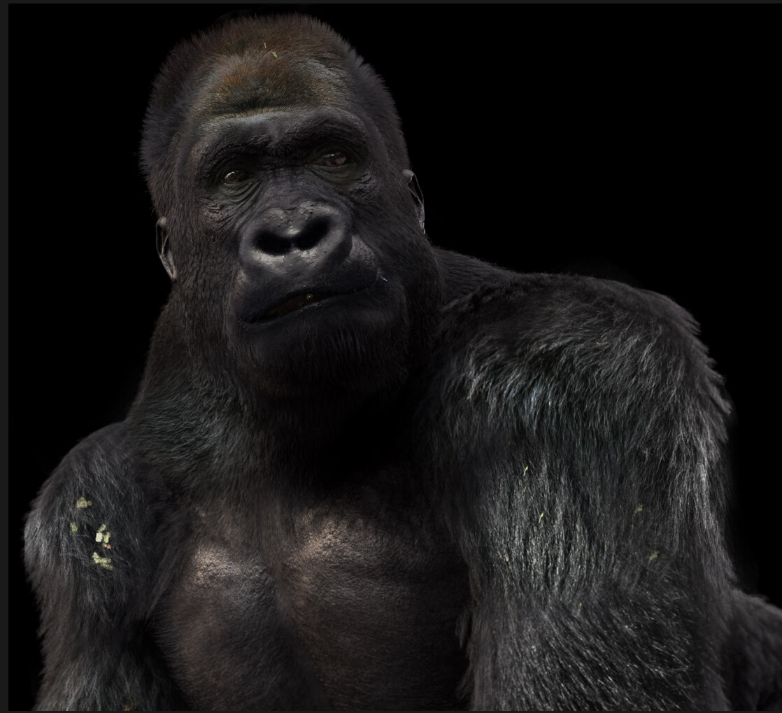 ArtStation - Gorilla