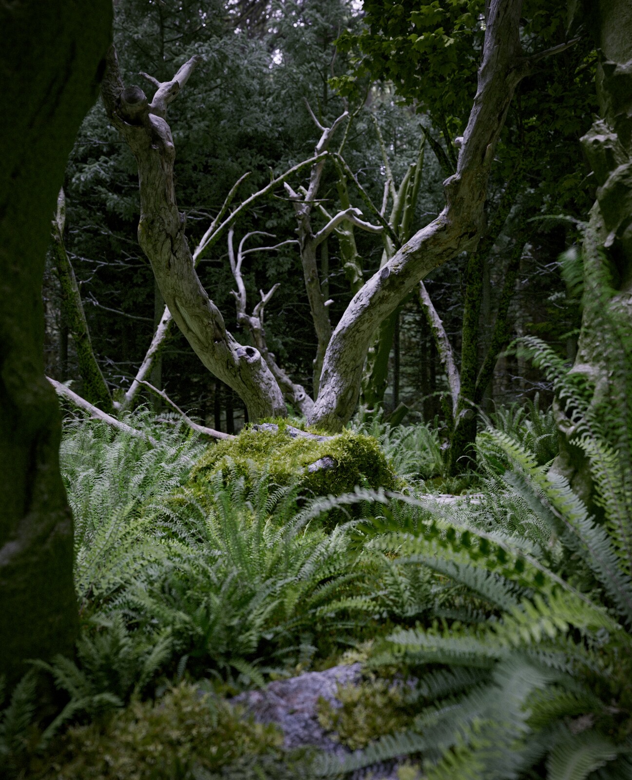 Ancient Forest Light