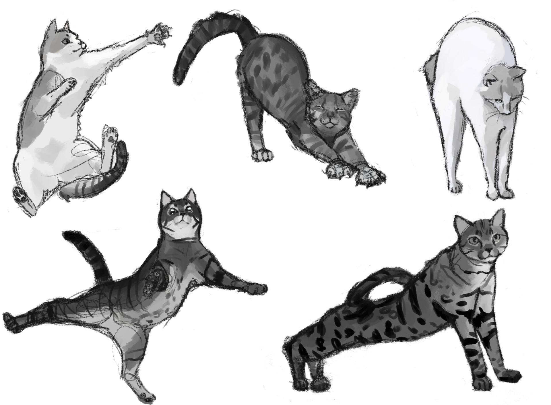 Artstation - Cat Studies