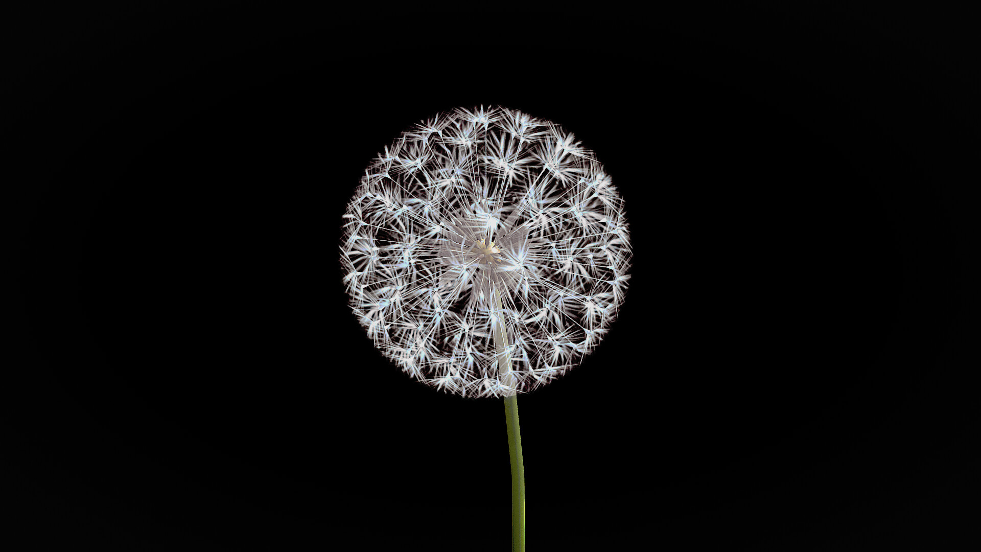 ArtStation - Dandelion Animation