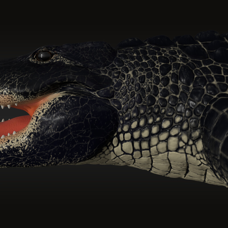 American Alligator 