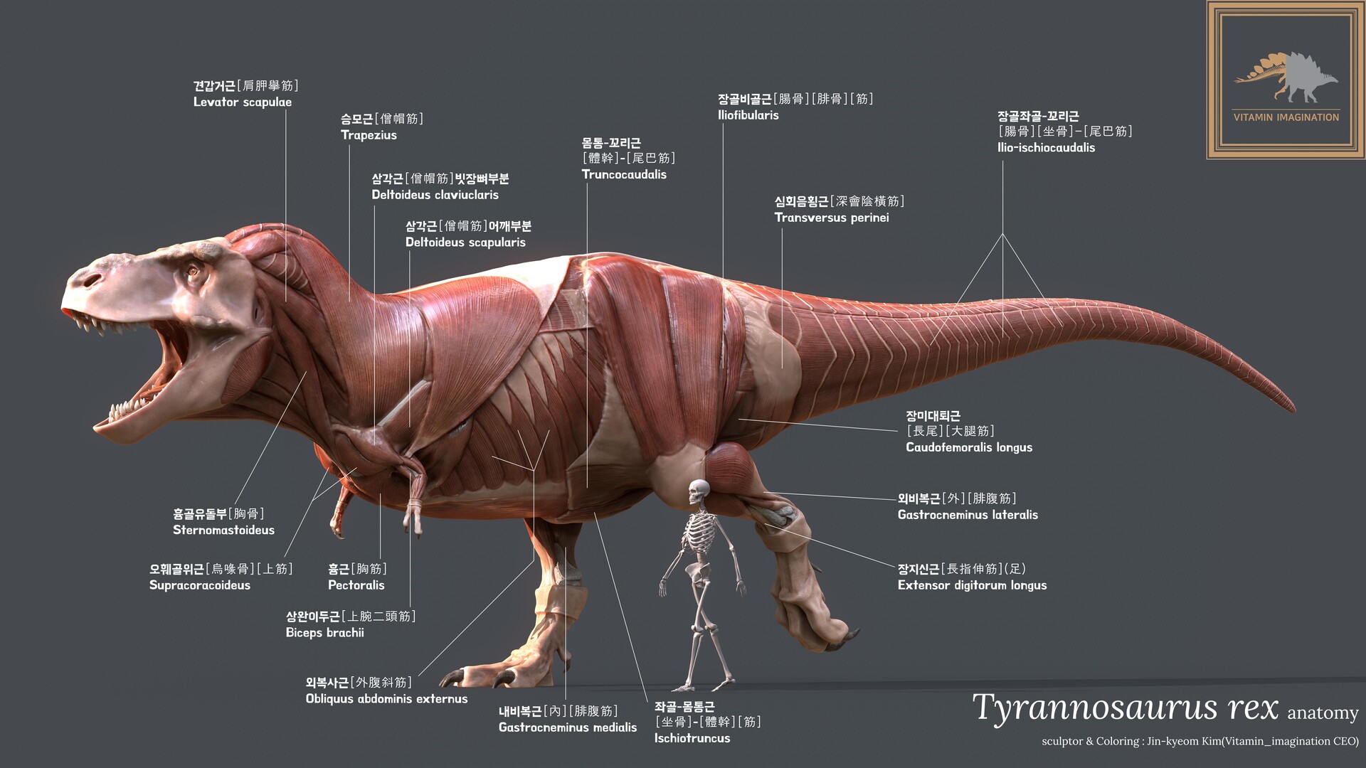 ArtStation Tyrannosaurus Rex Anatomy ArtStation Tyrannosaurus Rex Anatomy