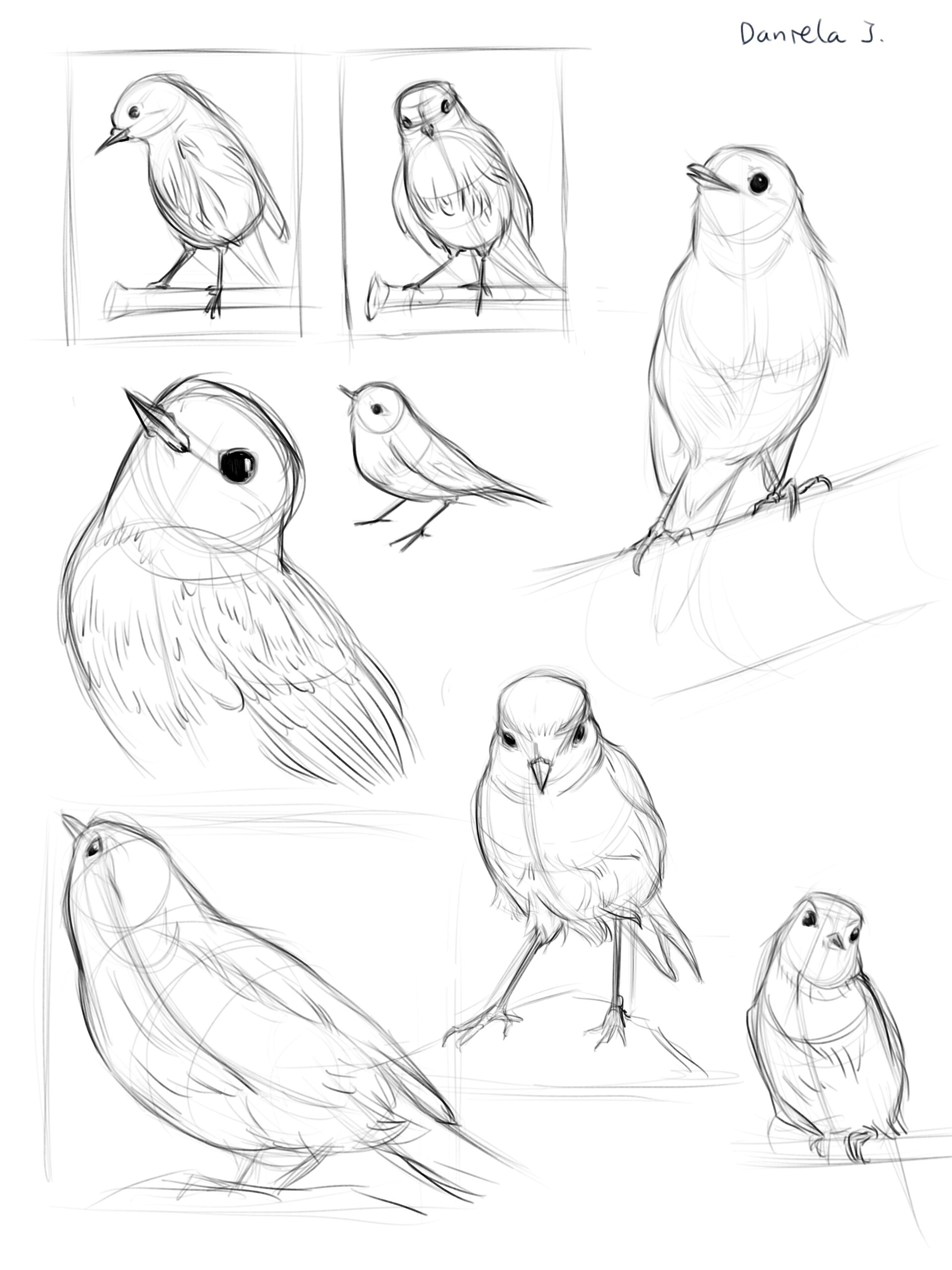 ArtStation - Bird Studies