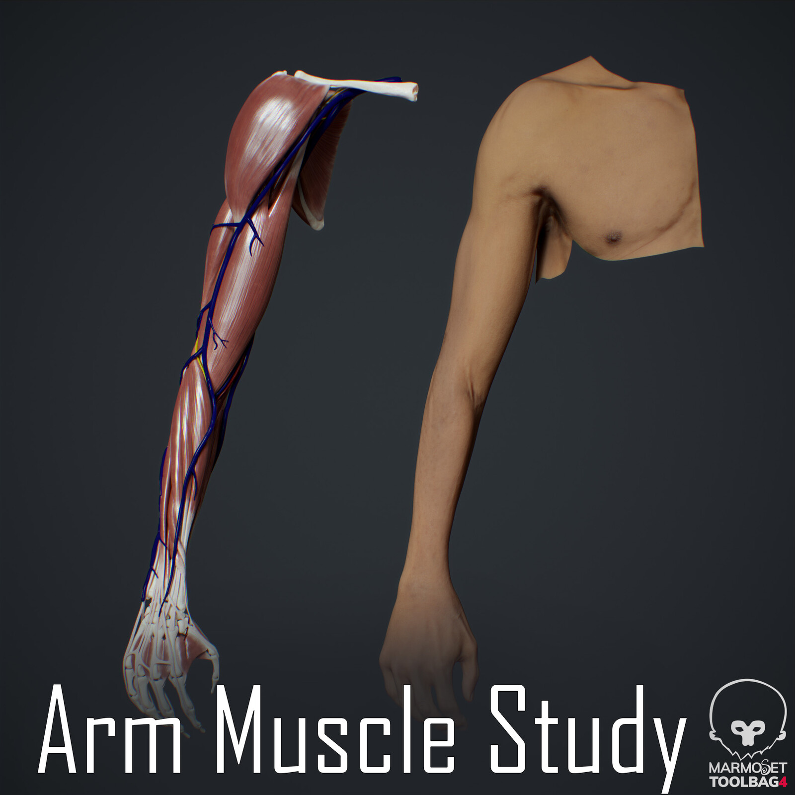 Arm Muscle Study (Realtime)