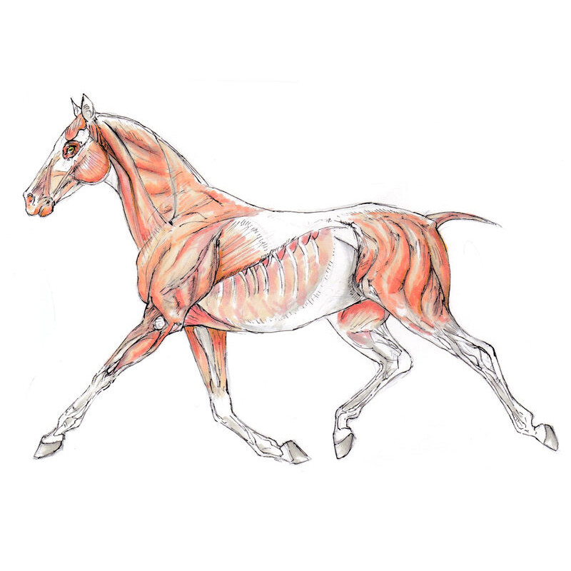 ArtStation Animal Anatomy Studies