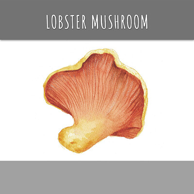 Lobster Mushroom 